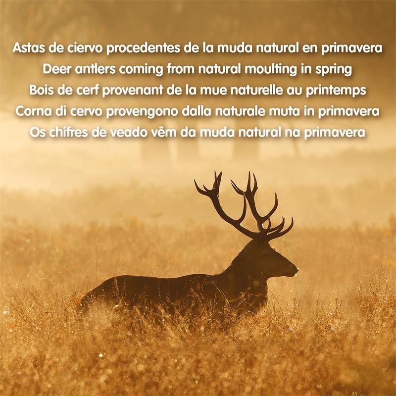 Asta De Ciervo S 15-39 Gr