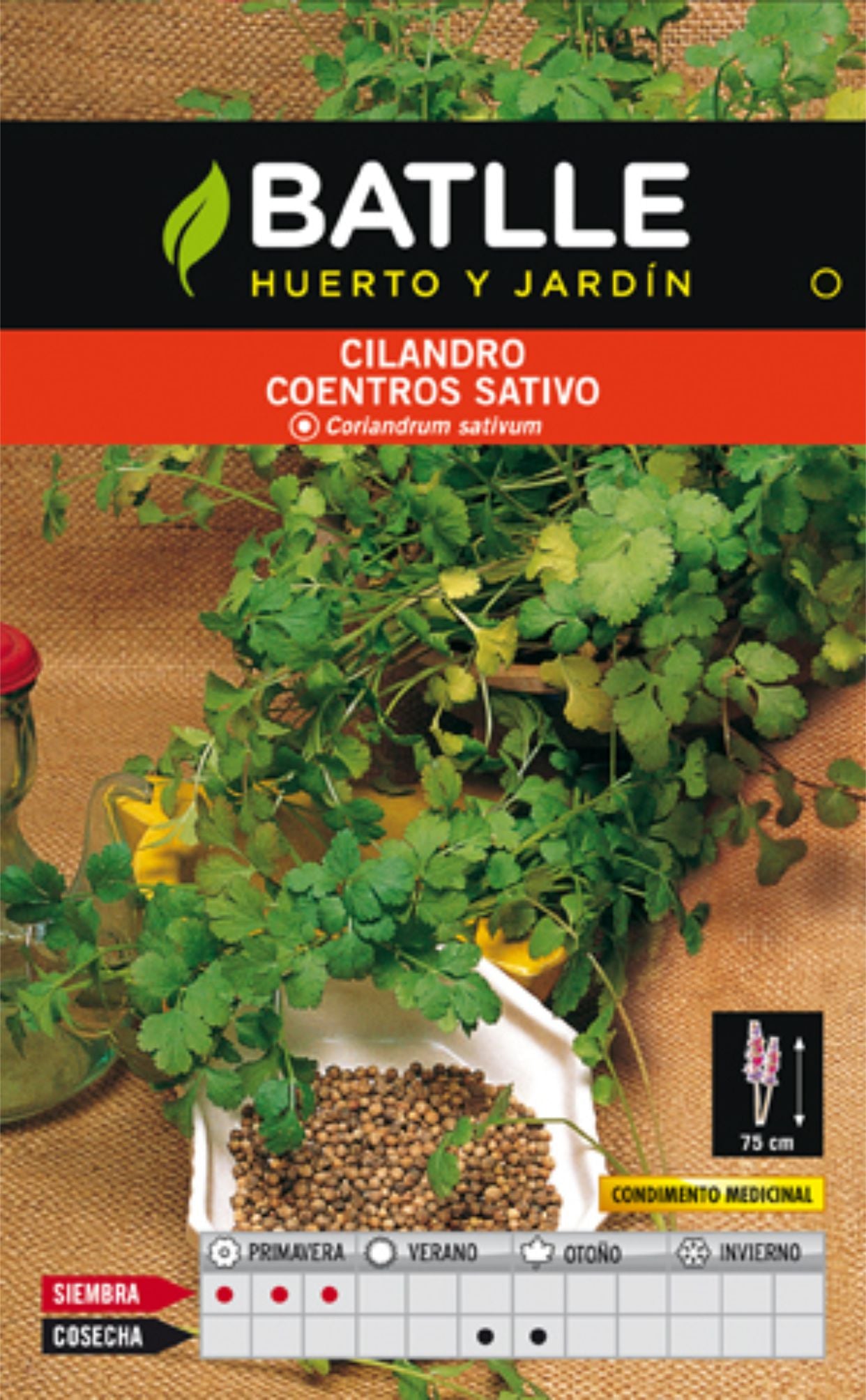 Cilantro Coriandrun Sativun